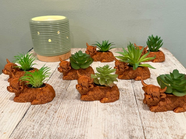 Highland Cow with succulant