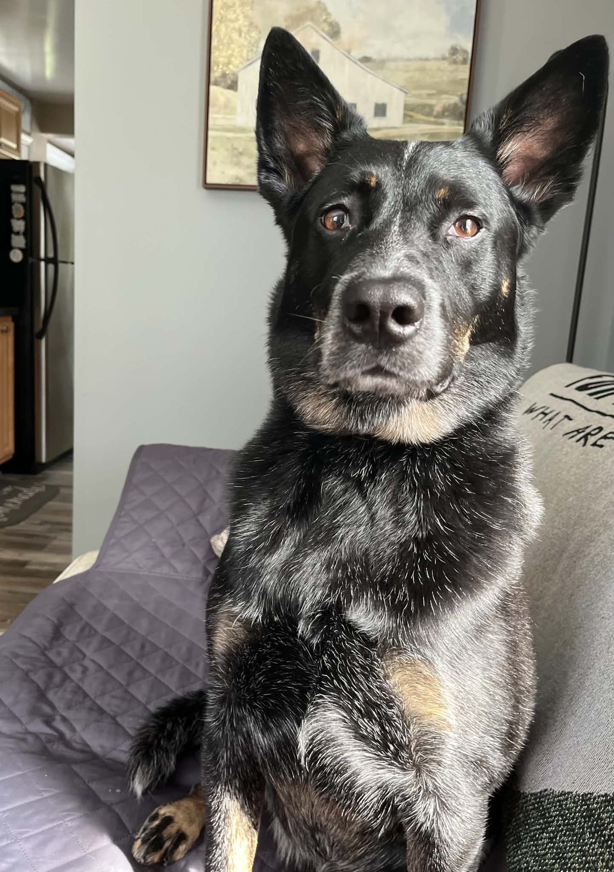 Commissioned German Shepard