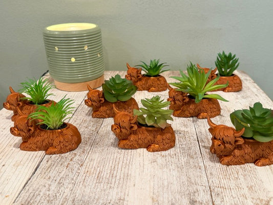 Highland Cow with succulant